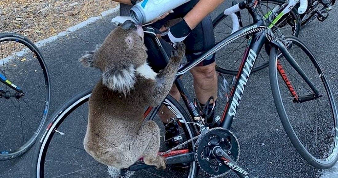 koala Australia