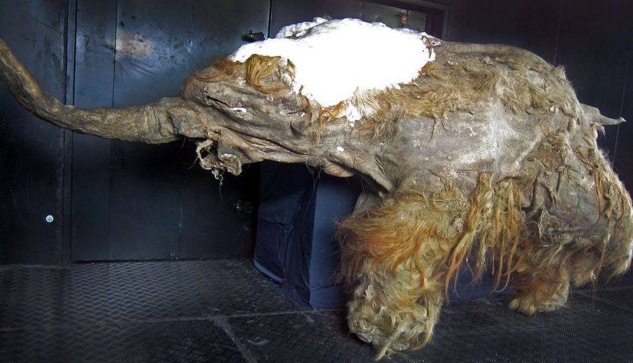 Científicos logran activar células de Mamut lanudo de 28 mil años de antigüedad