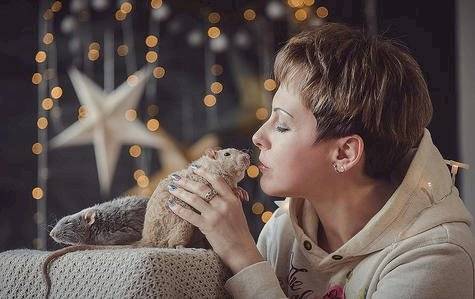 ratas-52c559904c2c4de6ab24b3b0cc7b7d72.jpg