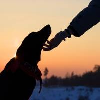 Mujer se querella tras su perro ser atacado de muerte por otro en Juncos