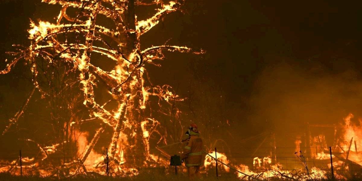 Un escenario devastador: cerca de 480 millones de animales habrían muerto en los incendios en Australia