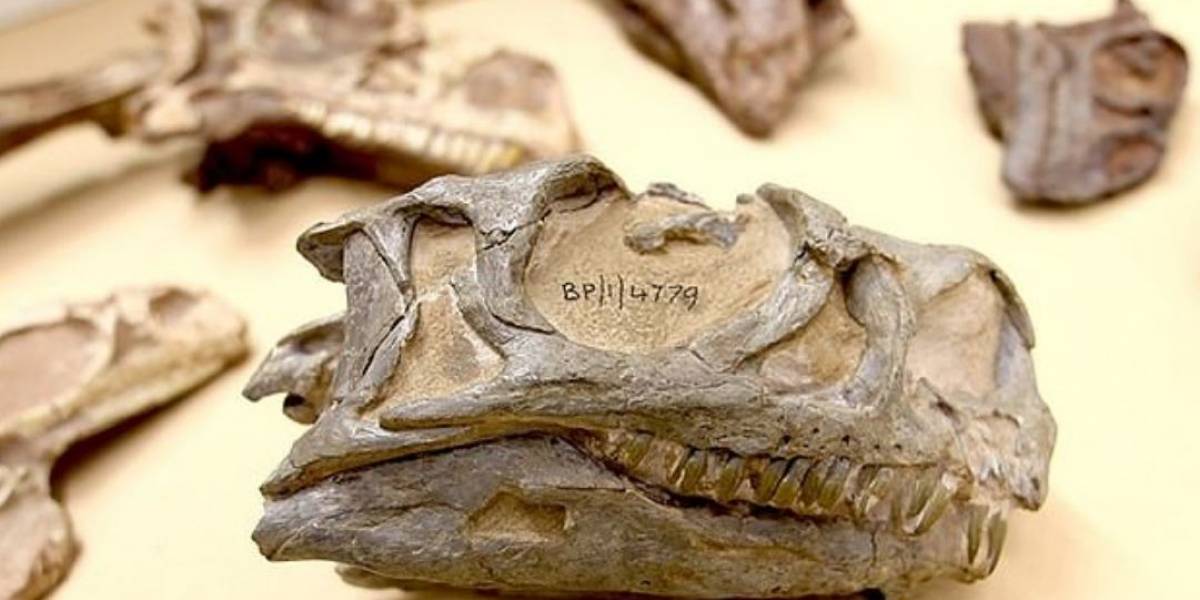 Dinosaurios, serpientes y un escarabajo Greta entre las 400 especies descubiertas en 2019