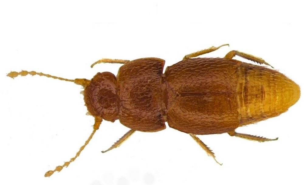 escarabajo Greta