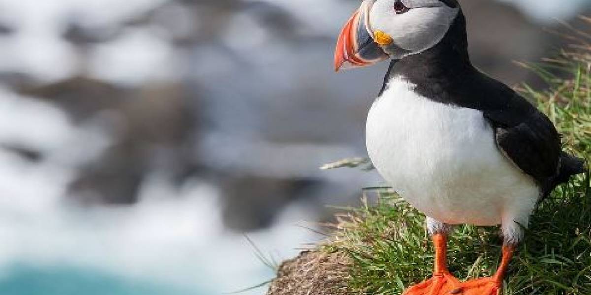 Increíble, los frailecillos son las aves más inteligentes