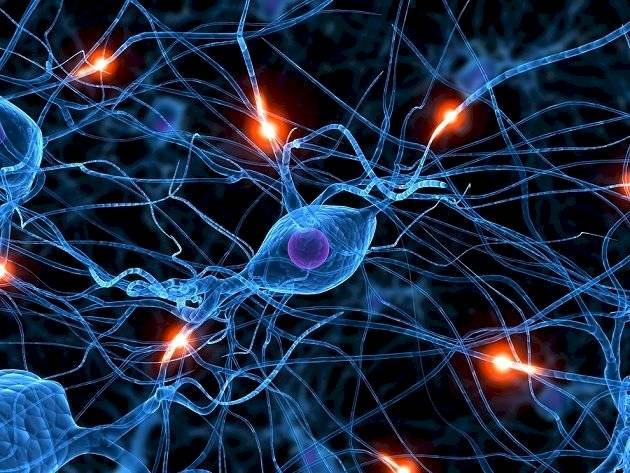 Ciencia neuronas
