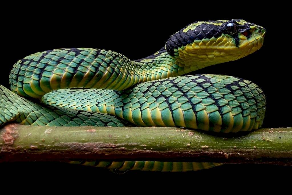 serpiente roja Trimeresurus