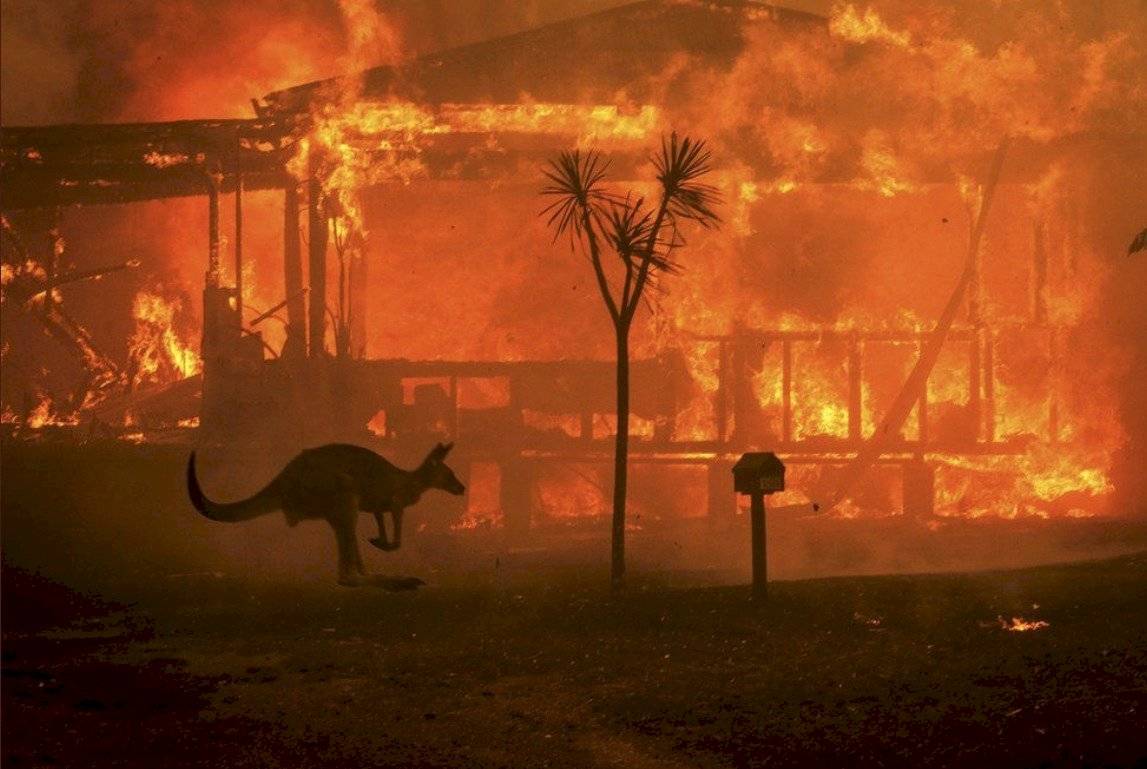 Canguro huyendo del incendio en Australia