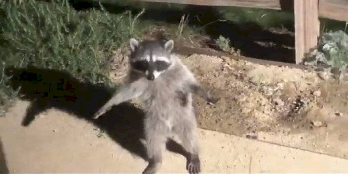 Mapaches fingen ser estatuas tras ser descubiertos paseando por jardín y el video se vuelve viral