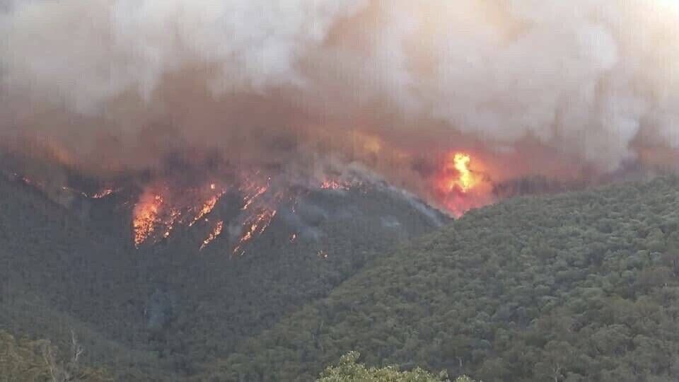 Unos 480 millones de animales víctimas de los incendios en Australia