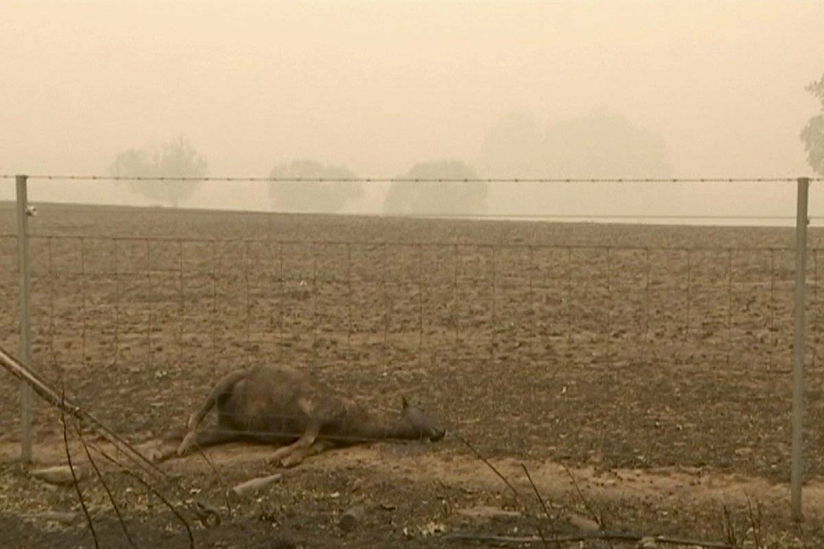 Animales fallecidos por los incendios