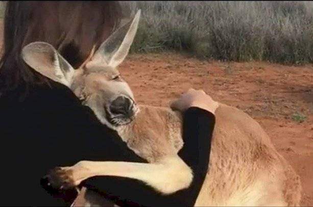 Foto viral de canguro en Australia