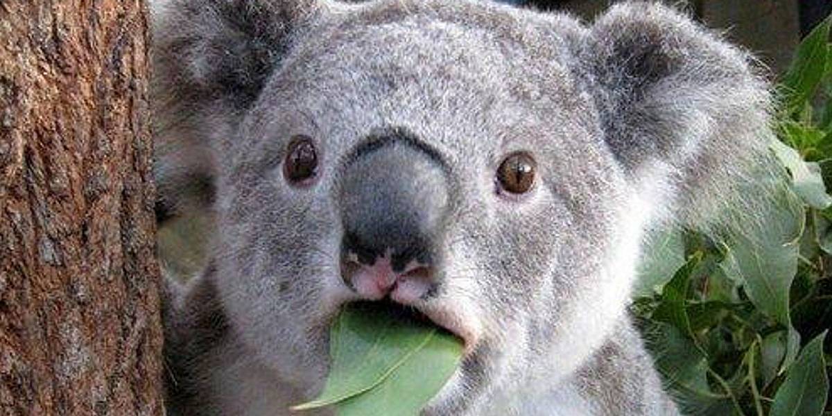 ¿Qué significa que los Koalas estén funcionalmente extintos?