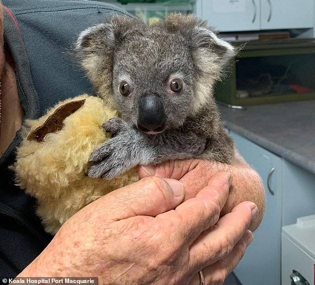 Australia Koala Keli