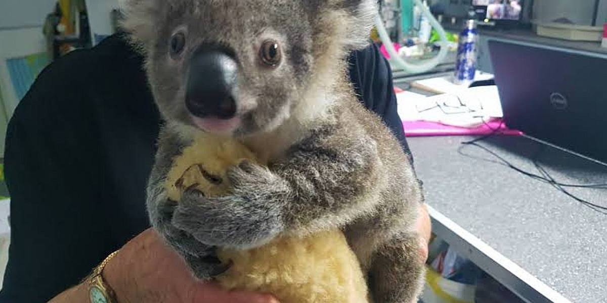 Australia: El Koala Keli se encuentra estable después de ser rescatado de los incendios
