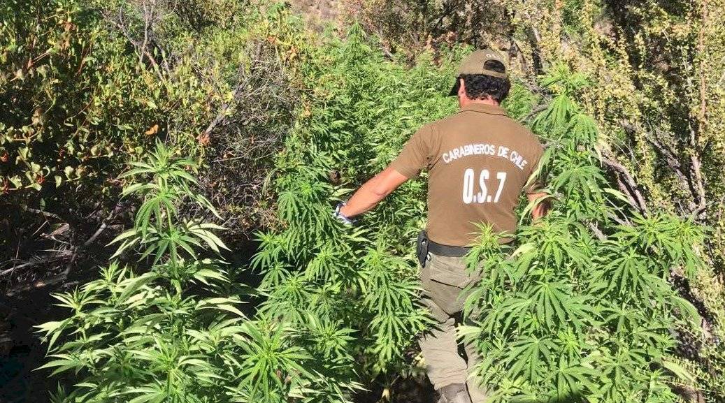 Plantas de Cannabis