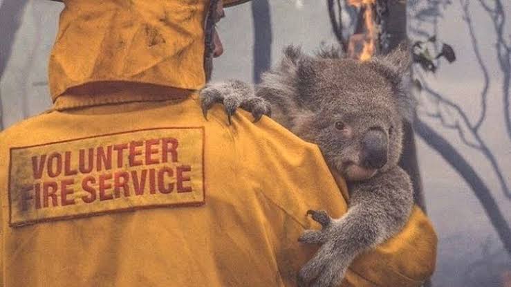 Australia: Tormentas extinguen incendios forestales de la parte este del país