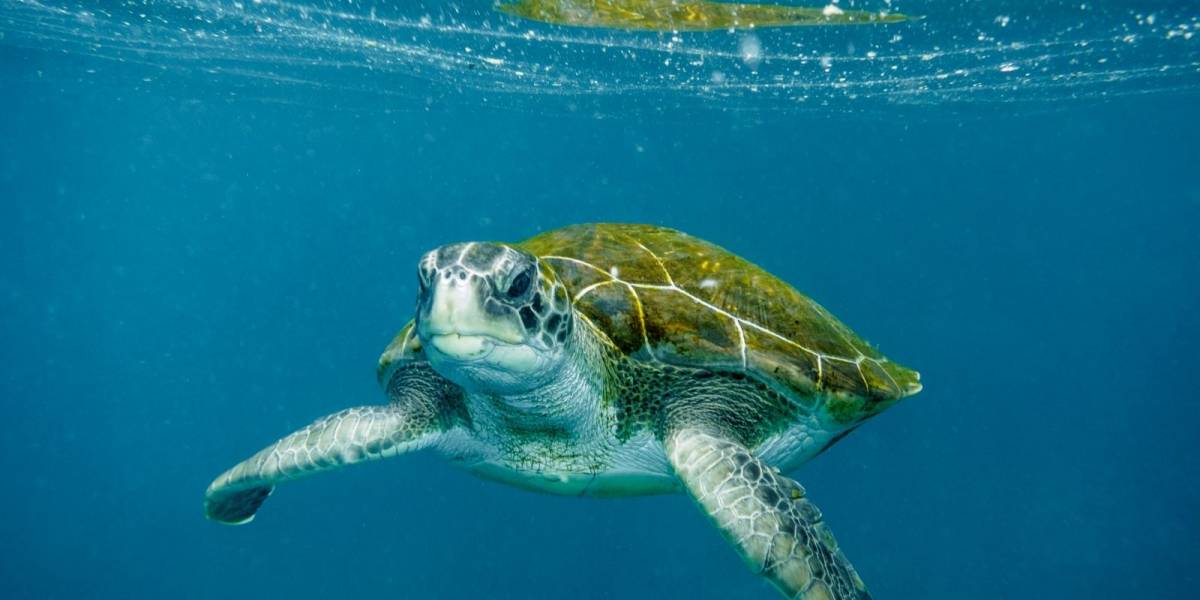 La marea roja causó la muerte de 292 tortugas en el sur de México