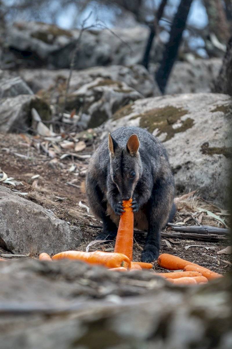 Incendios Australia: lanzan comida desde helicópteros para animales afectados