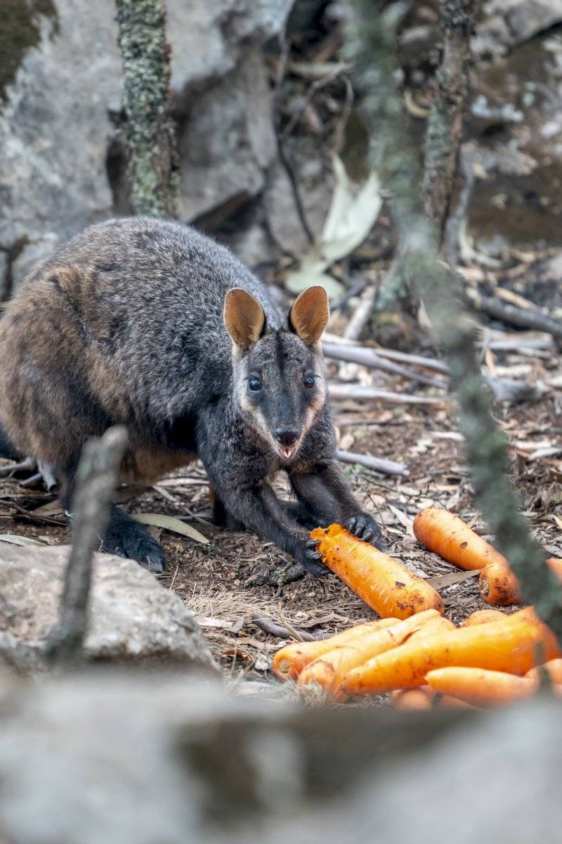 Incendios Australia: lanzan comida desde helicópteros para animales afectados