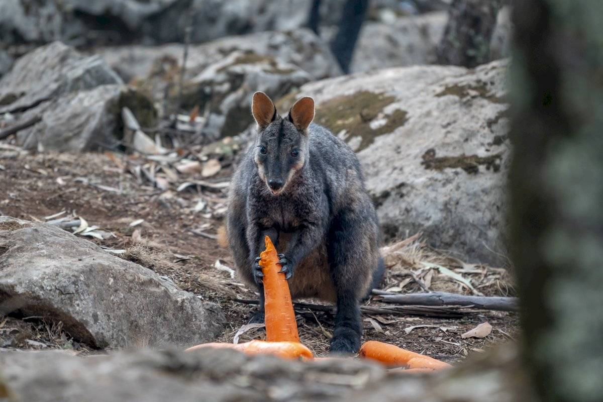 Incendios Australia: lanzan comida desde helicópteros para animales afectados