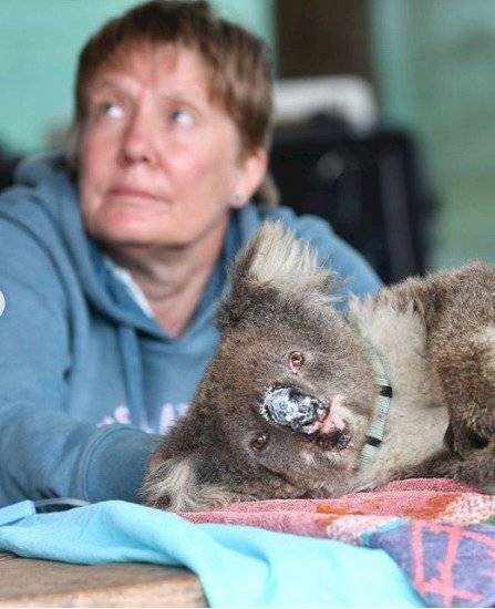 Debido al impactante número de perdidas de este tipo de animal, se lo ha declarado como funcionalmente extinto.