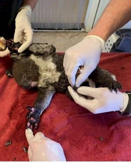 Incendios en Australia: los koalas han disminuido en un 99%