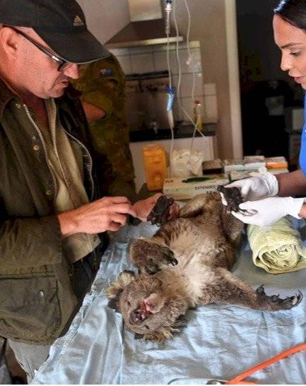 Debido al impactante número de perdidas de este tipo de animal, se lo ha declarado como funcionalmente extinto.