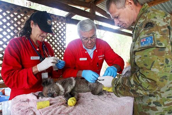Debido al impactante número de perdidas de este tipo de animal, se lo ha declarado como funcionalmente extinto.