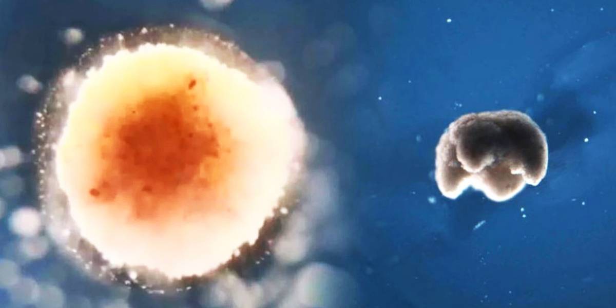 Científicos lograron crear los primeros biobots con células de rana y podrían detectar tumores