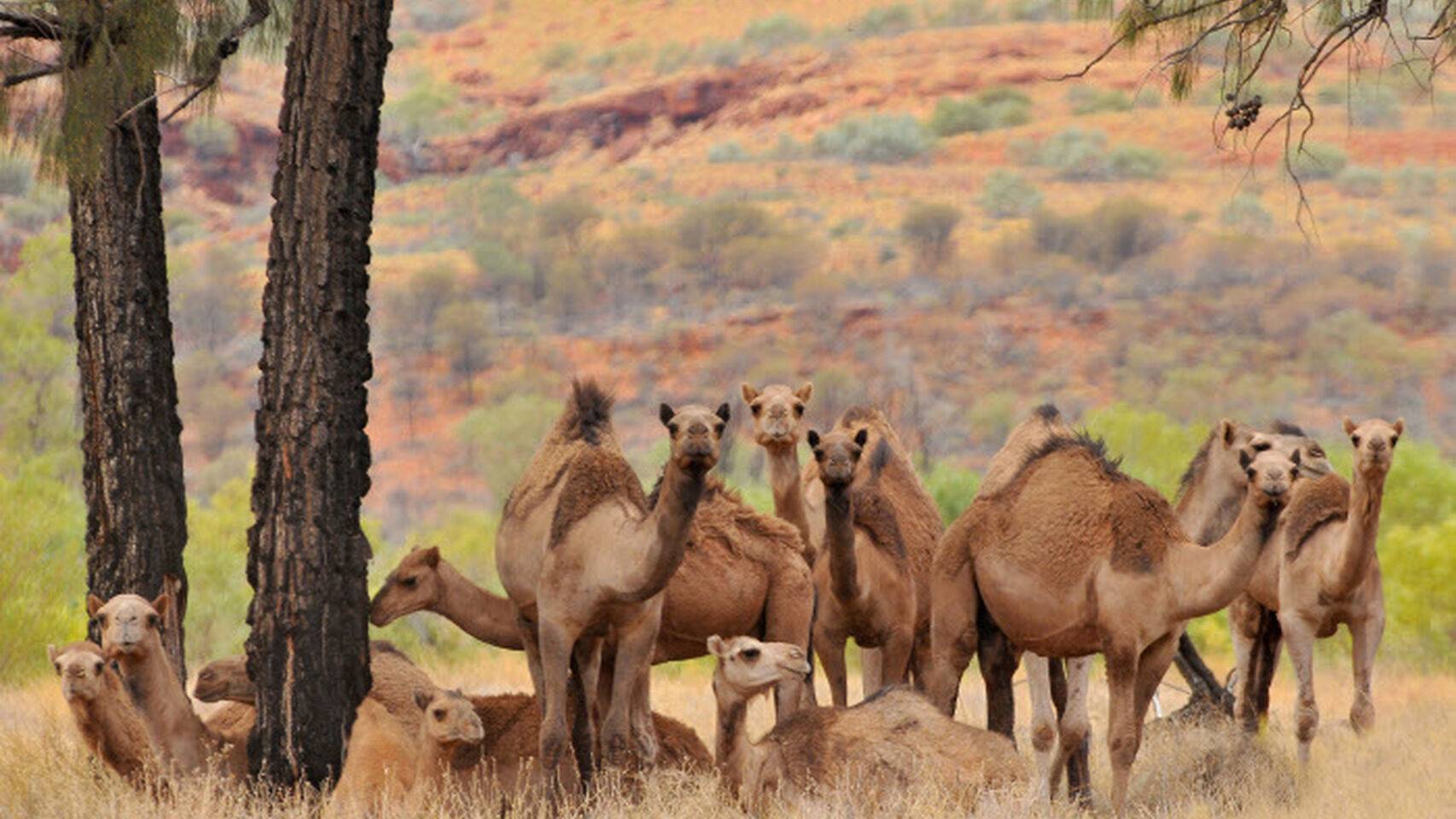 camellos en Australia