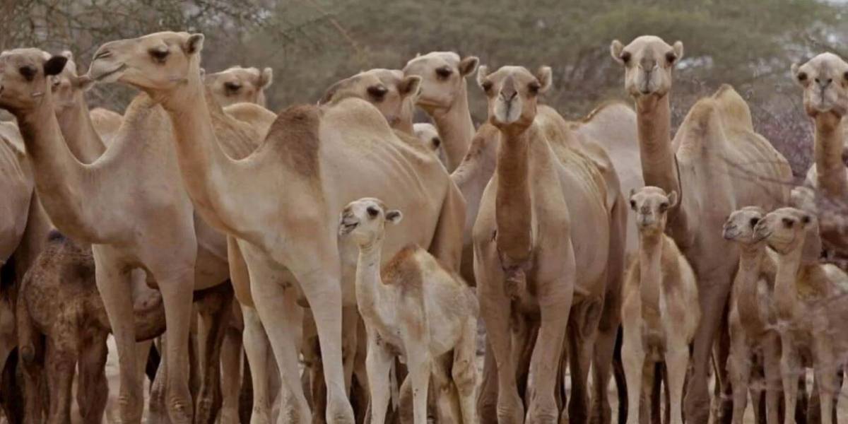 Francotiradores ya sacrificaron a más de 5.000 camellos en Australia
