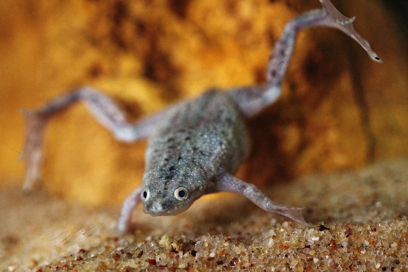 rana de uñas africana rana