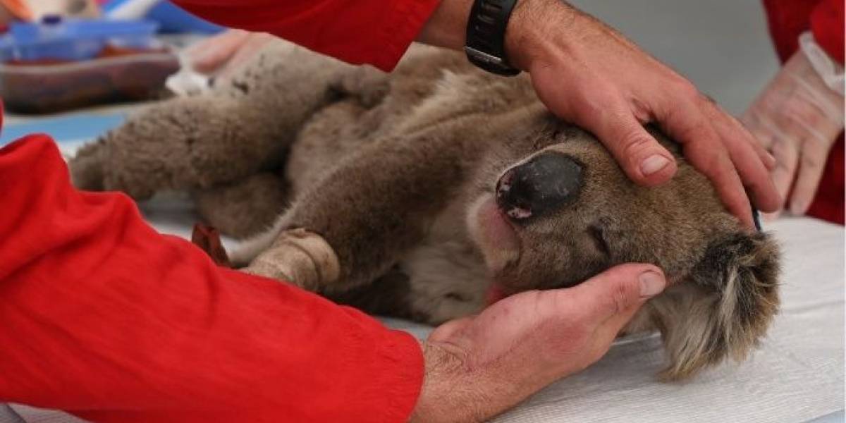 Crean un hospital único para salvar a los koalas heridos en los incendios de Australia