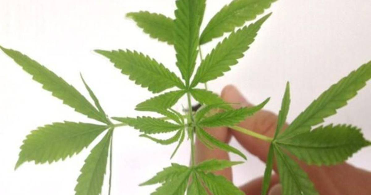 planta da maconha