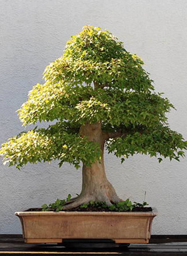 plantas plantas