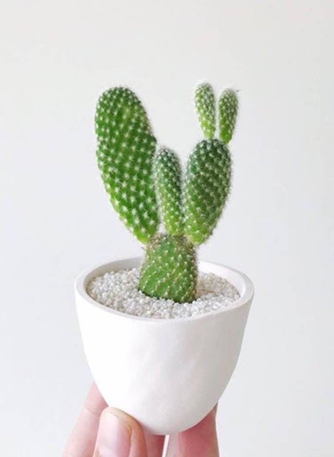 plantas