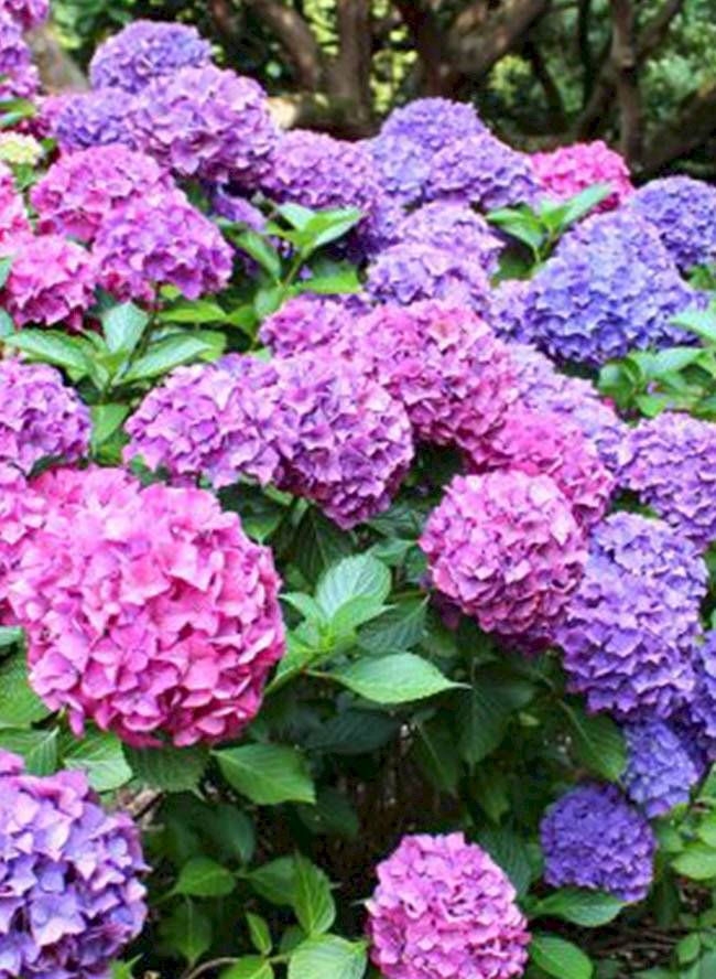 plantas