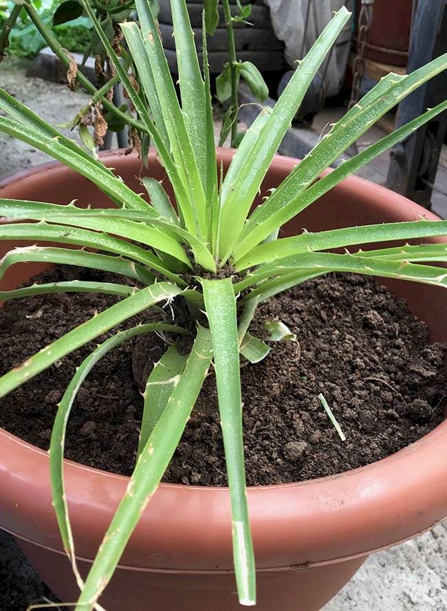 plantas
