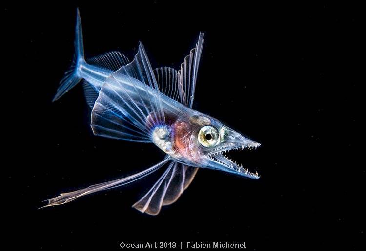 Ocean Art Underwater Photo Competition 2019