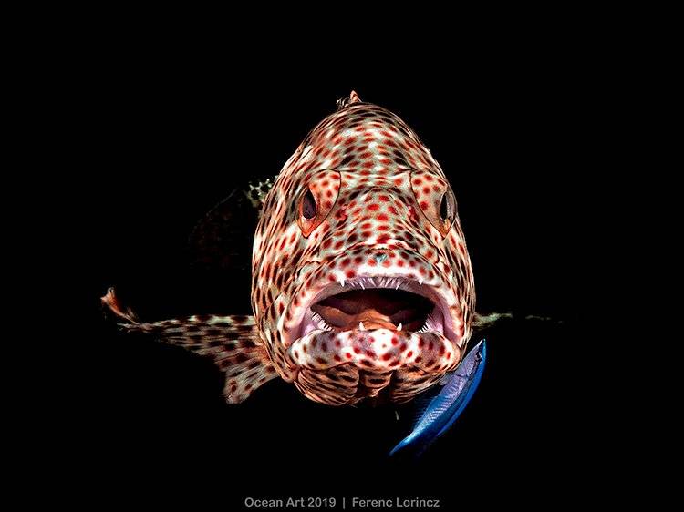 Ocean Art Underwater Photo Competition 2019