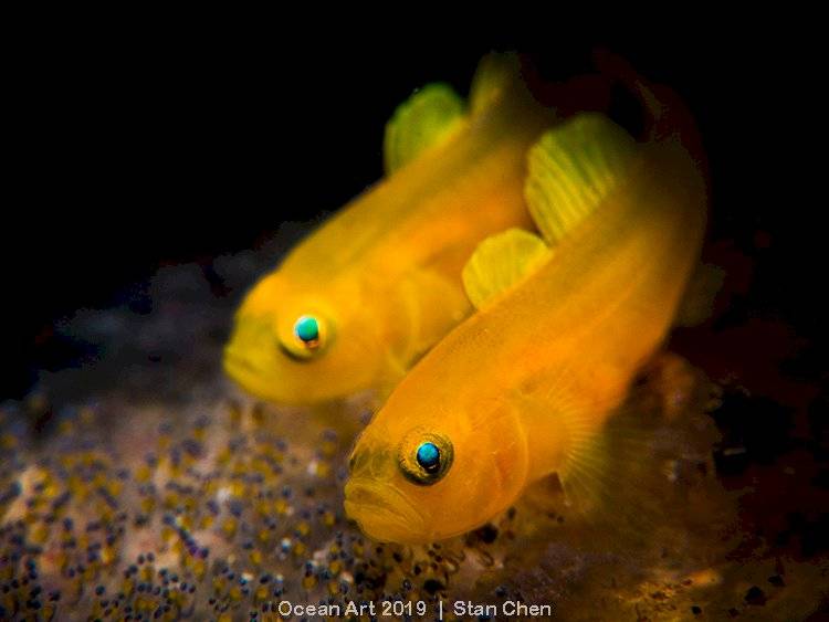 Ocean Art Underwater Photo Competition 2019
