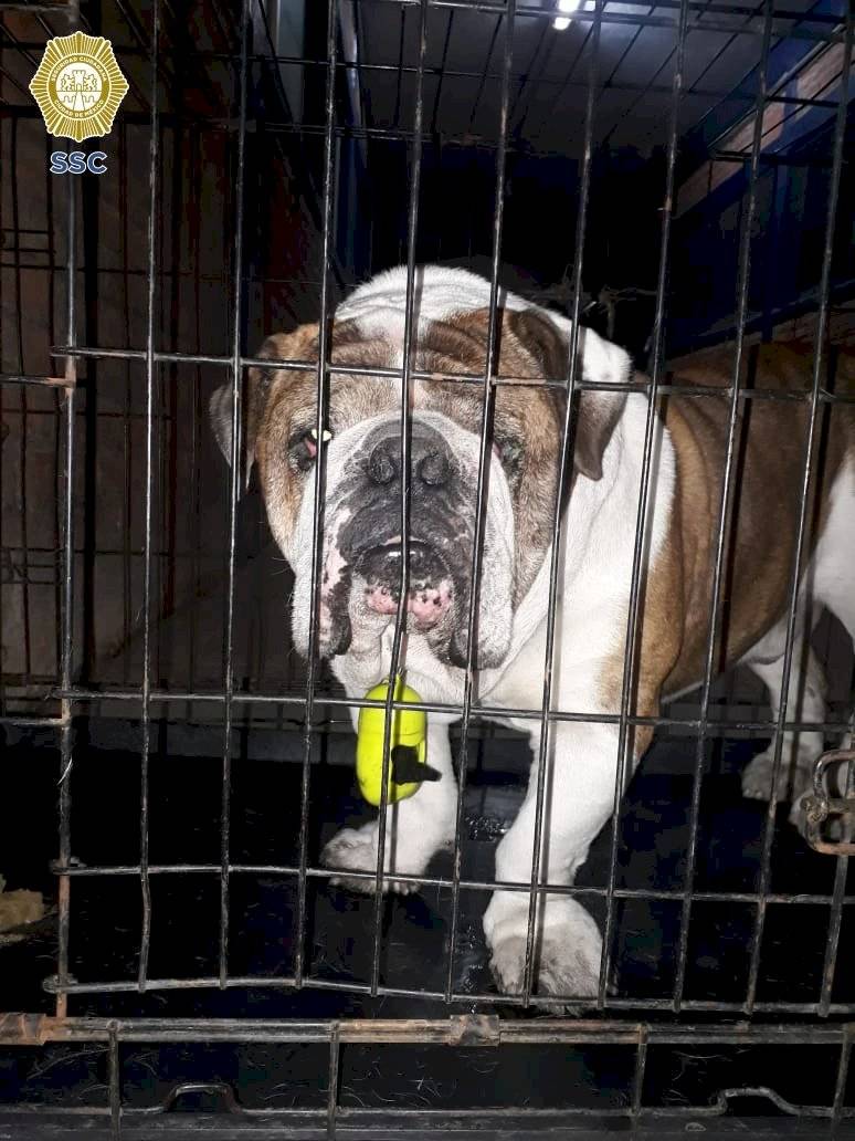 Emilio, perro secuestrado en la Roma es rescatadp