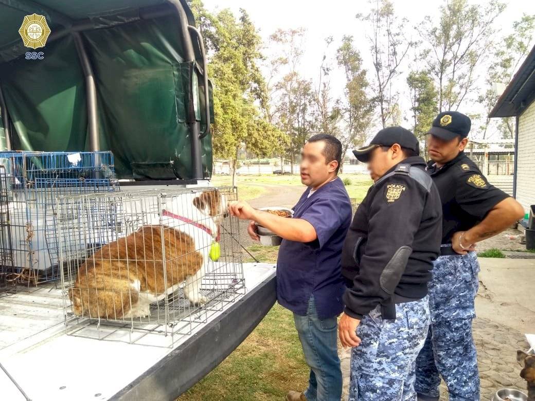 Emilio, perro secuestrado en la Roma es rescatado