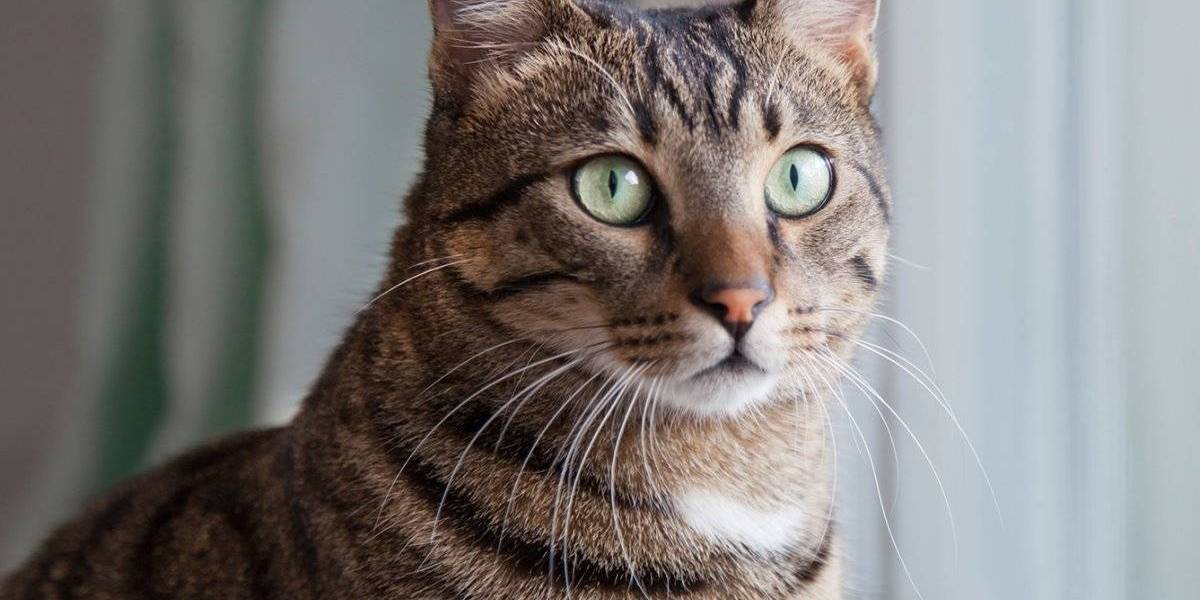 Los gatos se comerán a un humano muerto si tienen la oportunidad, según un estudio