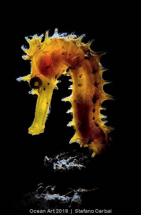 Ocean Art Underwater Photo Competition 2019