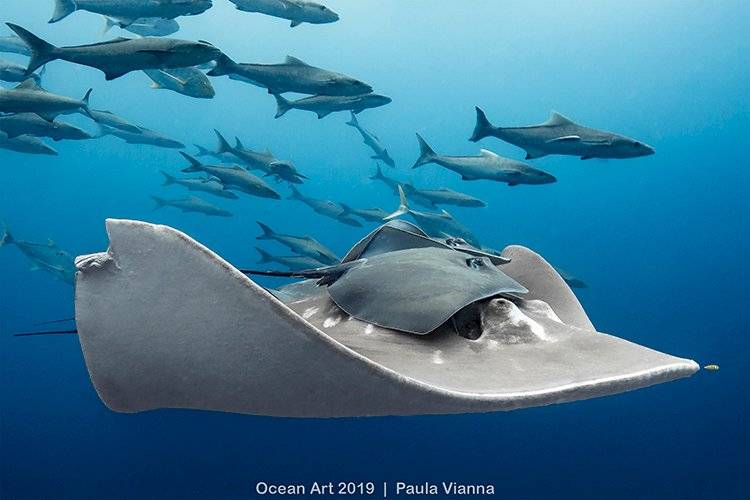 Ocean Art Underwater Photo Competition 2019