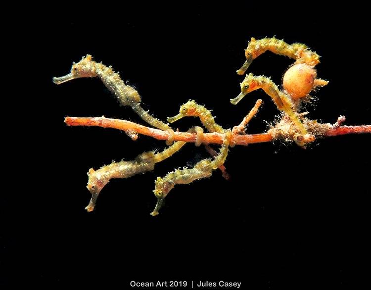 Ocean Art Underwater Photo Competition 2019