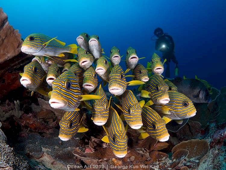 Ocean Art Underwater Photo Competition 2019