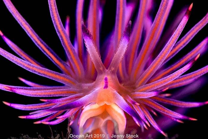 Ocean Art Underwater Photo Competition 2019