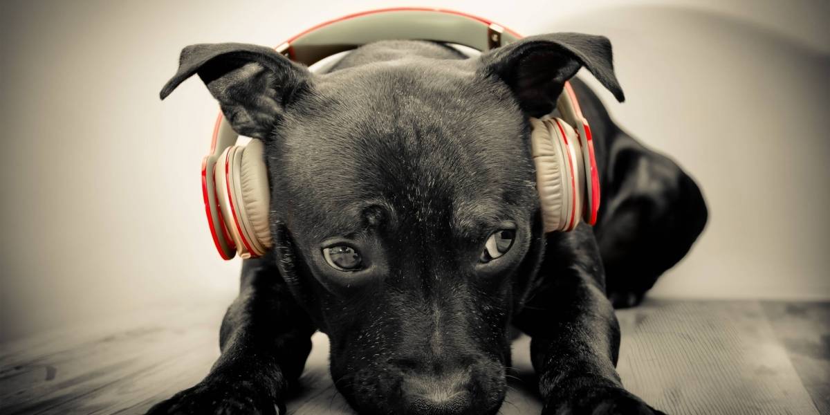 Las mascotas ya no se sentirán solas, Spotify lanzó una lista de reproducción para complacerlas